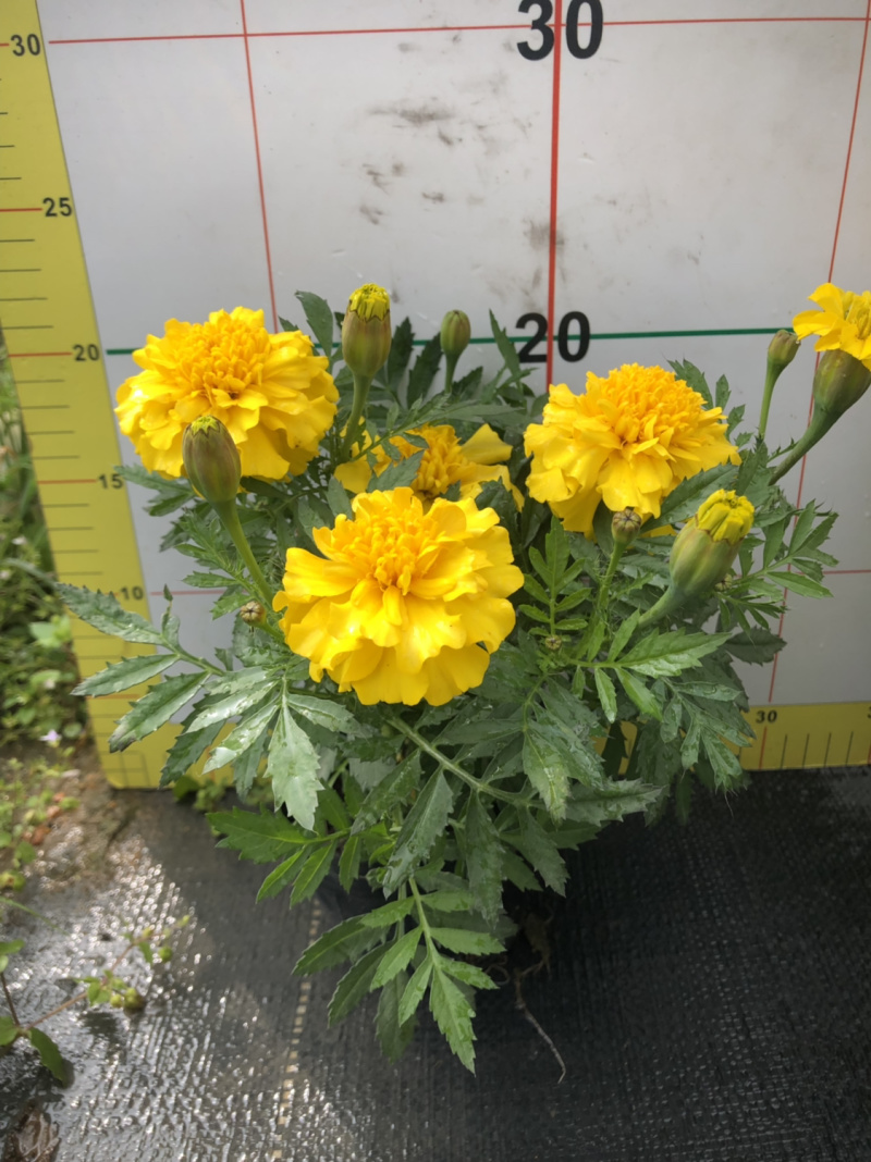 时花袋苗