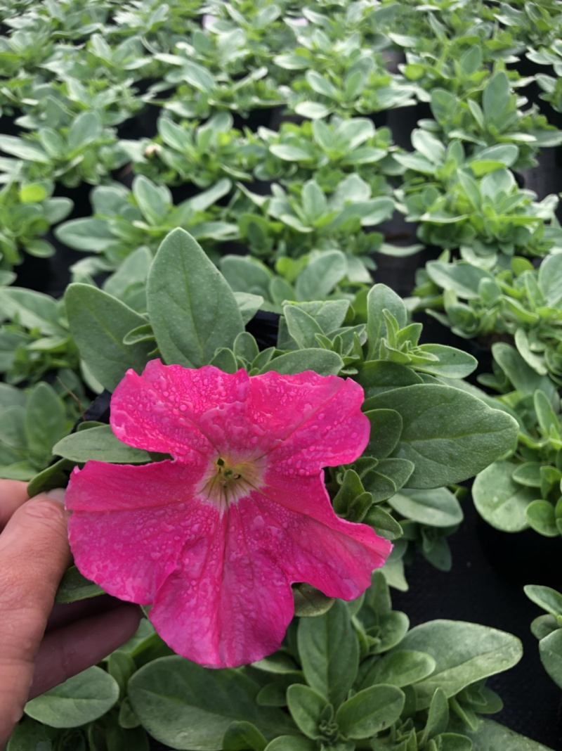 时花袋苗