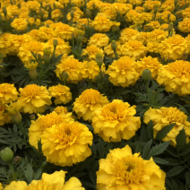 时花袋苗