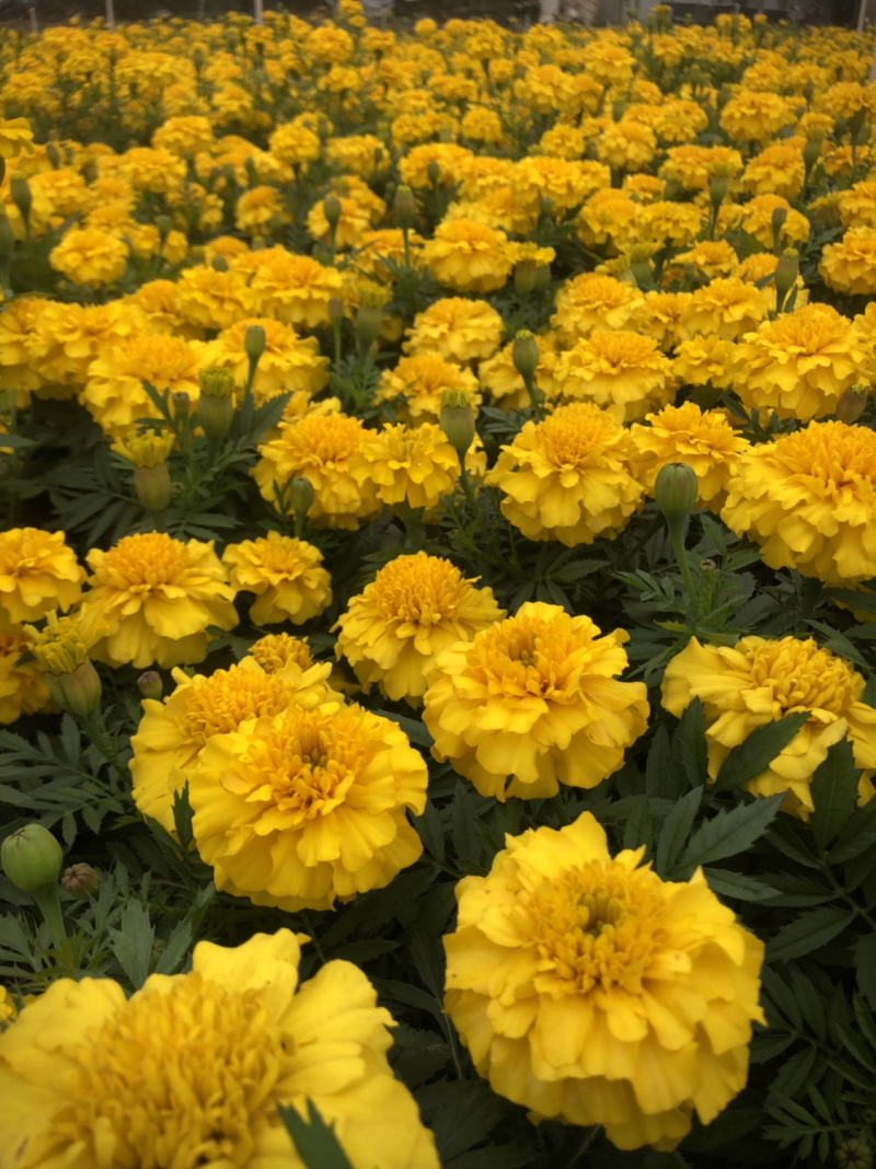 时花袋苗