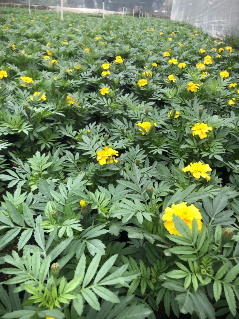 时花袋苗
