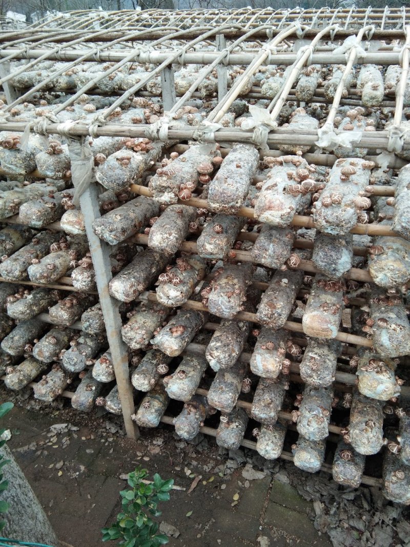 干香菇（自产自销）适用食堂级饭店