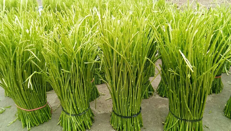 2020年精品芦蒿种植户出货