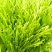 2020年精品芦蒿种植户出货