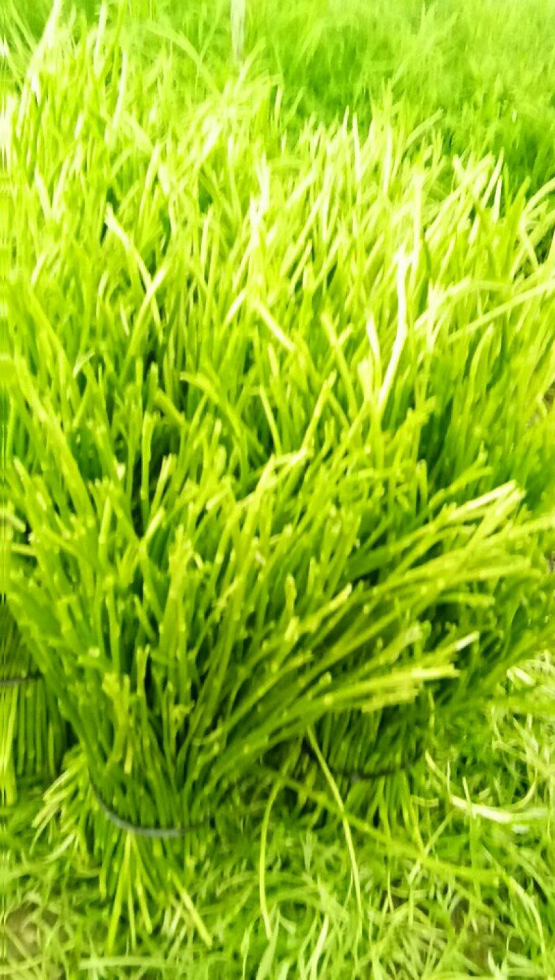2020年精品芦蒿种植户出货