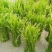 2020年精品芦蒿种植户出货