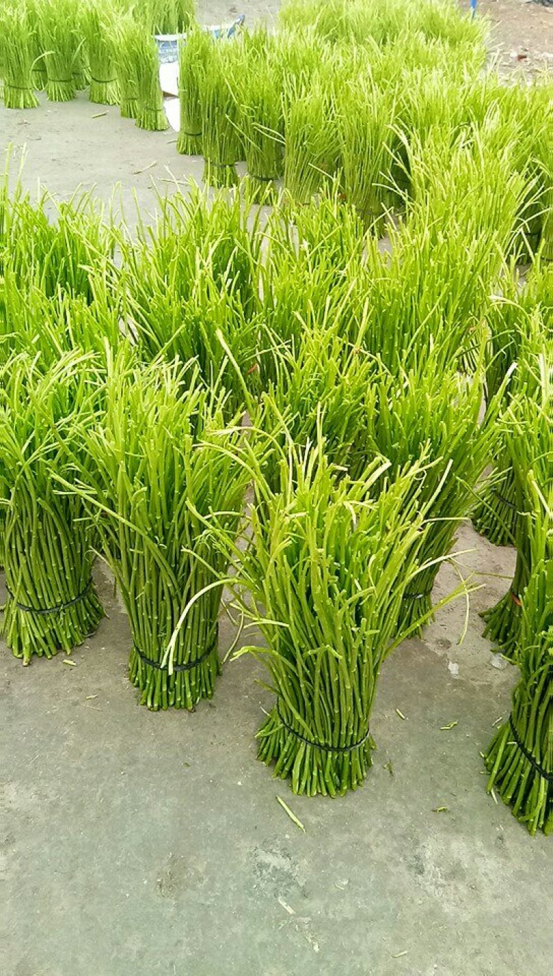 2020年精品芦蒿种植户出货