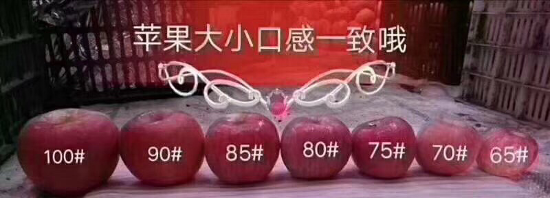 礼盒装精选】阿克苏冰糖心苹果