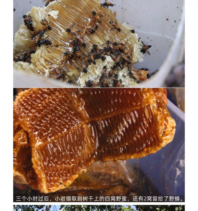 深山土蜂蜜地下蜂蜜百花蜜树洞蜂蜜一年一次收蜜
