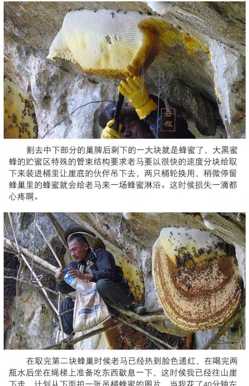 深山土蜂蜜地下蜂蜜百花蜜树洞蜂蜜一年一次收蜜