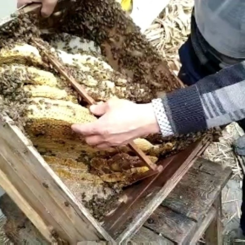 深山土蜂蜜地下蜂蜜百花蜜树洞蜂蜜一年一次收蜜