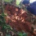 深山土蜂蜜地下蜂蜜百花蜜树洞蜂蜜一年一次收蜜