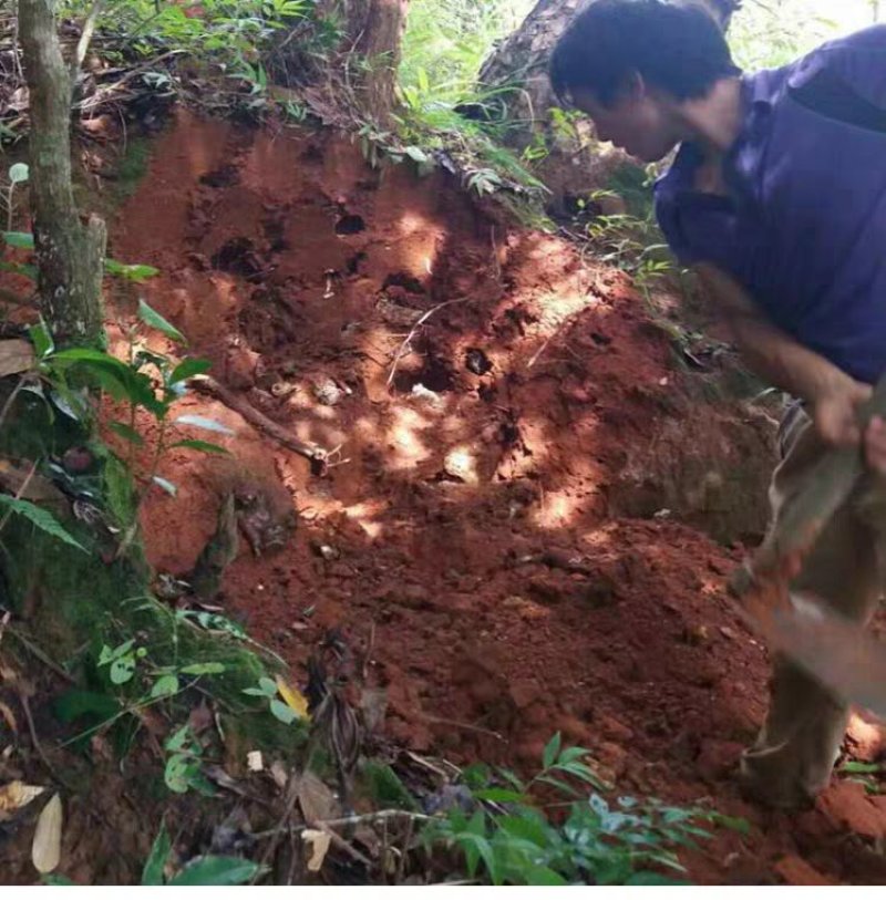 深山土蜂蜜地下蜂蜜百花蜜树洞蜂蜜一年一次收蜜