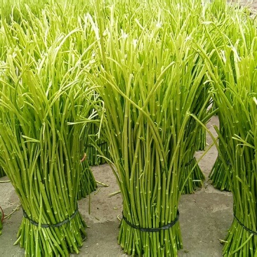 芦蒿种植户直销产地直销