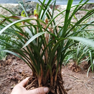 有好货野生兰花（3-4苗1棵，30棵起包邮）
