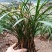 有好货野生兰花（3-4苗1棵，30棵起包邮）