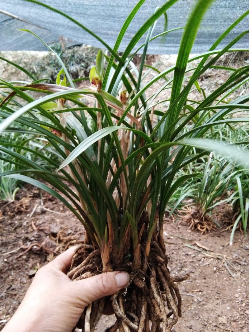 有好货野生兰花（3-4苗1棵，30棵起包邮）