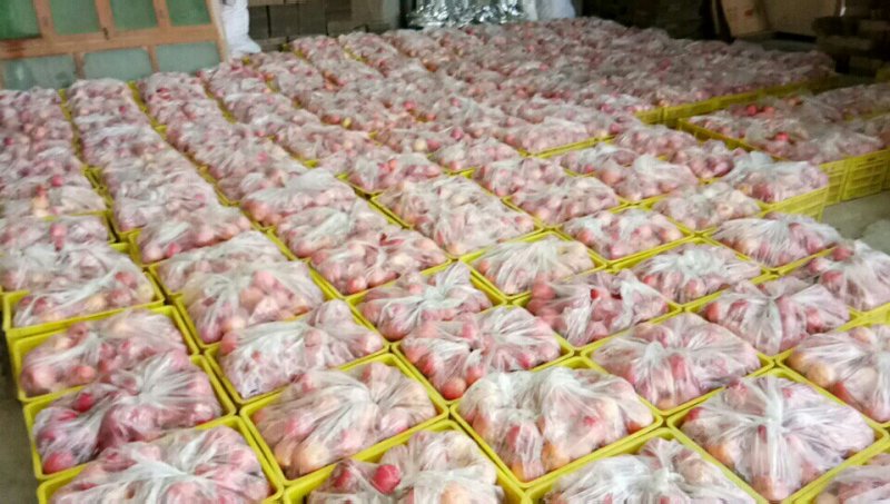 甘肃礼县精品红富士苹果大量上市品质保证一手货源