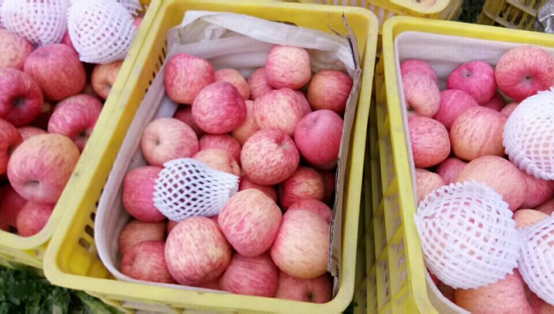 甘肃礼县精品红富士苹果大量上市品质保证一手货源
