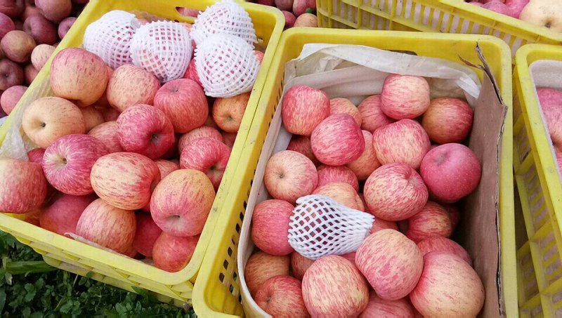 甘肃礼县精品红富士苹果大量上市品质保证一手货源