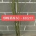 红梅苗可视频看货选货一亩田线上交易下单购买