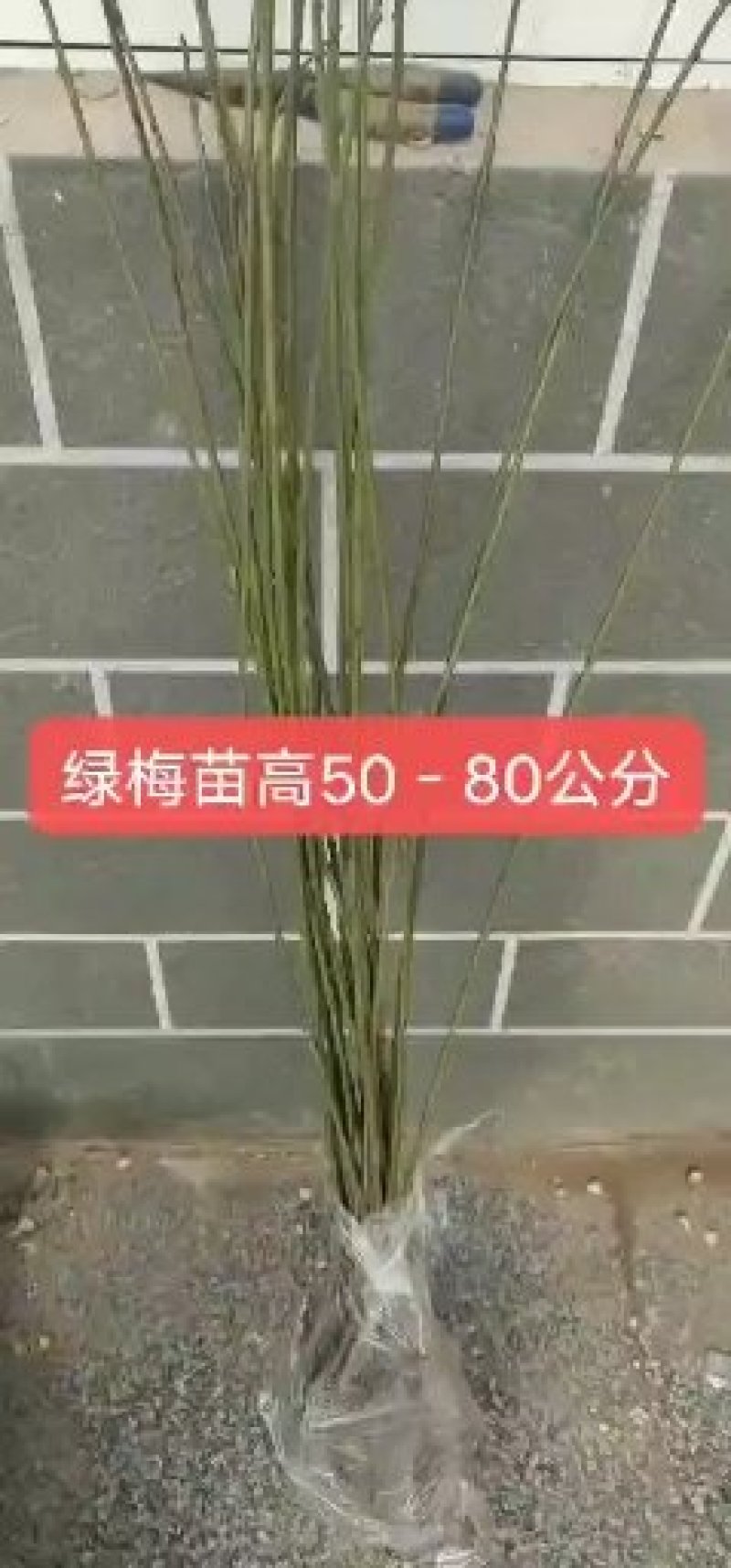 红梅树绿梅树高80-100公分包邮！