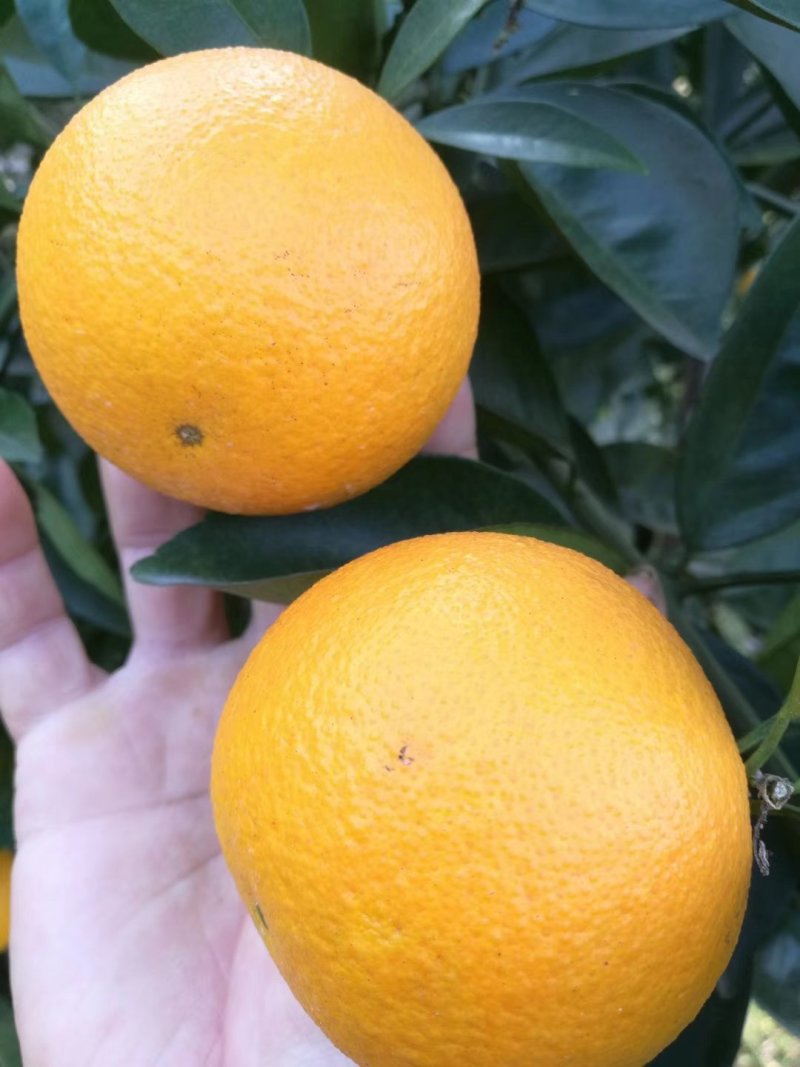 麻阳冰糖橙自家销售
