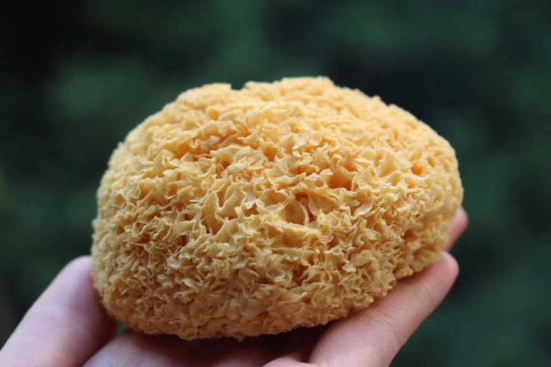 特价银耳。古田银耳。好吃