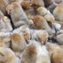 鸡苗孵化厂供应优良土鸡批发出售红冠乌皮土鸡苗