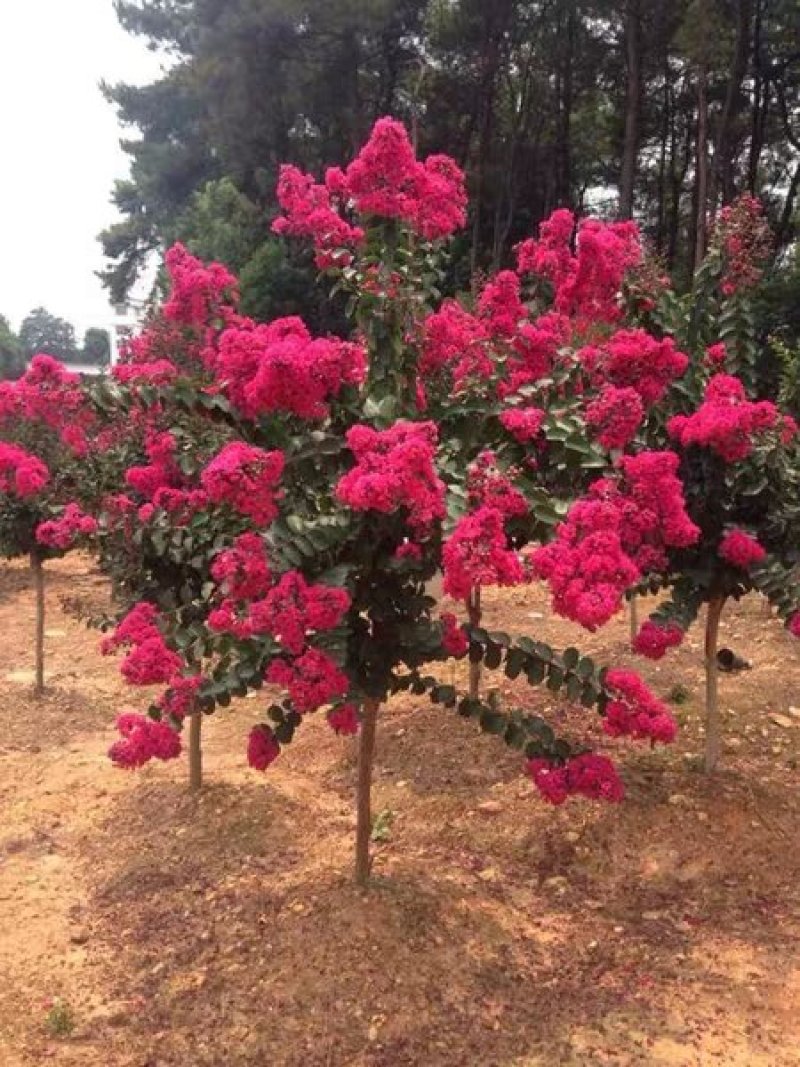 紫薇苗红火箭紫薇花树苗百日红红火球天鹅绒红花紫薇苗绿化苗