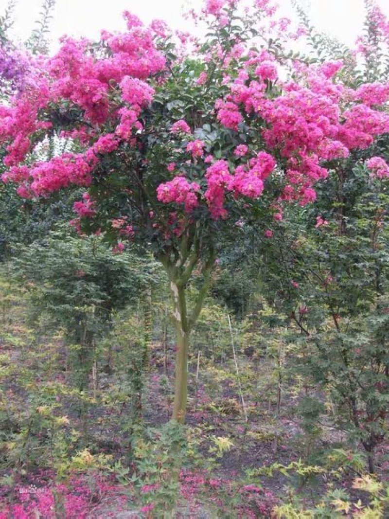 紫薇苗红火箭紫薇花树苗百日红红火球天鹅绒红花紫薇苗绿化苗