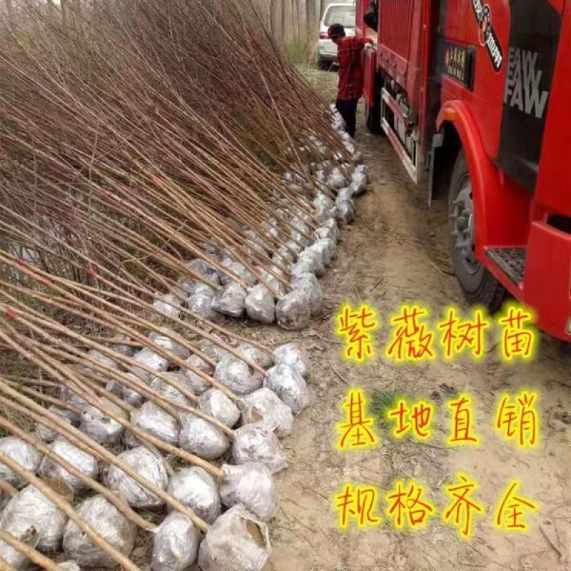 紫薇苗红火箭紫薇花树苗百日红红火球天鹅绒红花紫薇苗绿化苗