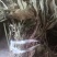 见血清（烘干货-水洗货-鲜货）新品上市啦