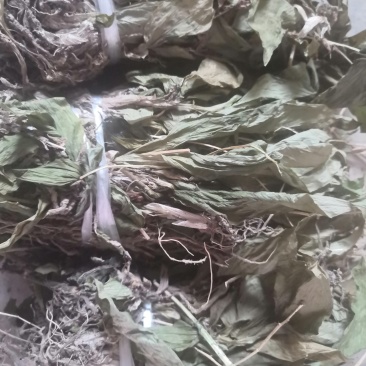 见血清（烘干货-水洗货-鲜货）新品上市啦