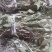 见血清（烘干货-水洗货-鲜货）新品上市啦