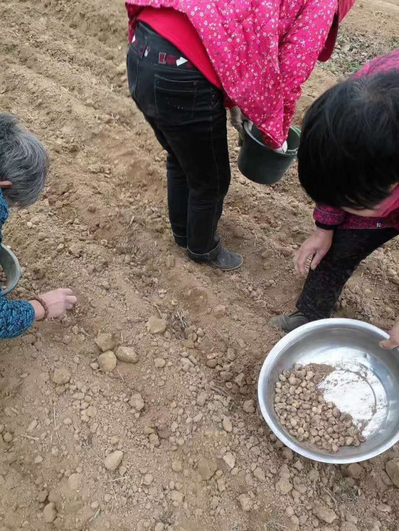 【半夏种子】旱半夏种球优质人工精选小叶半夏种子基地直发