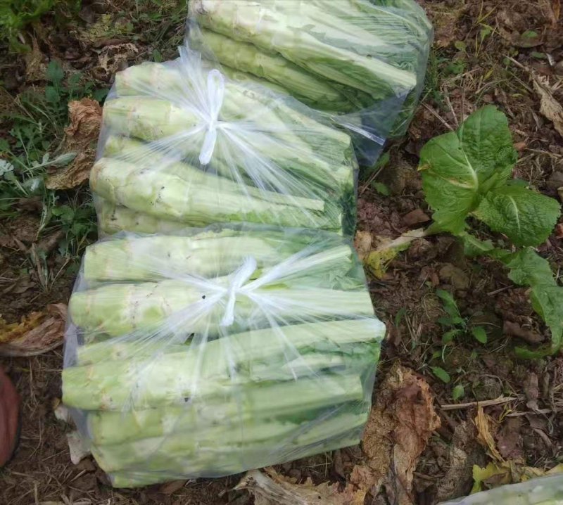 四川基地供应棒菜，品质保证，价格合理，做工好，量大从优