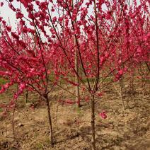 红叶碧桃，河南鄢陵货源。自己苗圃一手货源无中介。