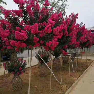紫薇苗红火箭红火球百日红紫薇苗小苗基地直销