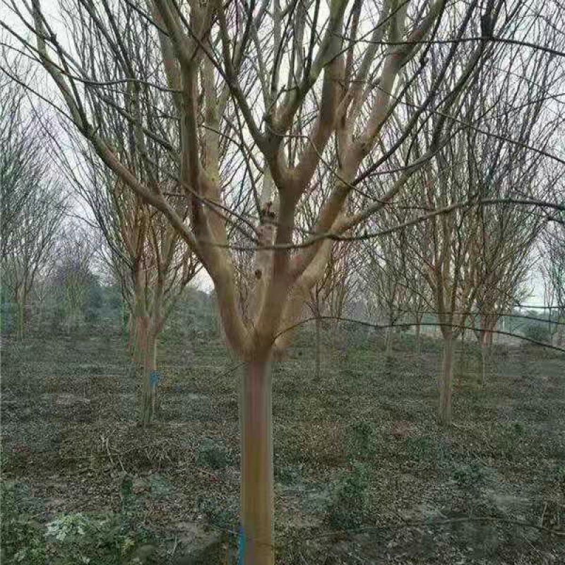 紫薇苗红火箭红火球百日红紫薇苗小苗基地直销