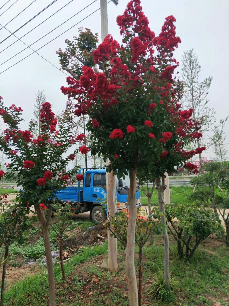 紫薇苗红火箭红火球百日红紫薇苗小苗基地直销