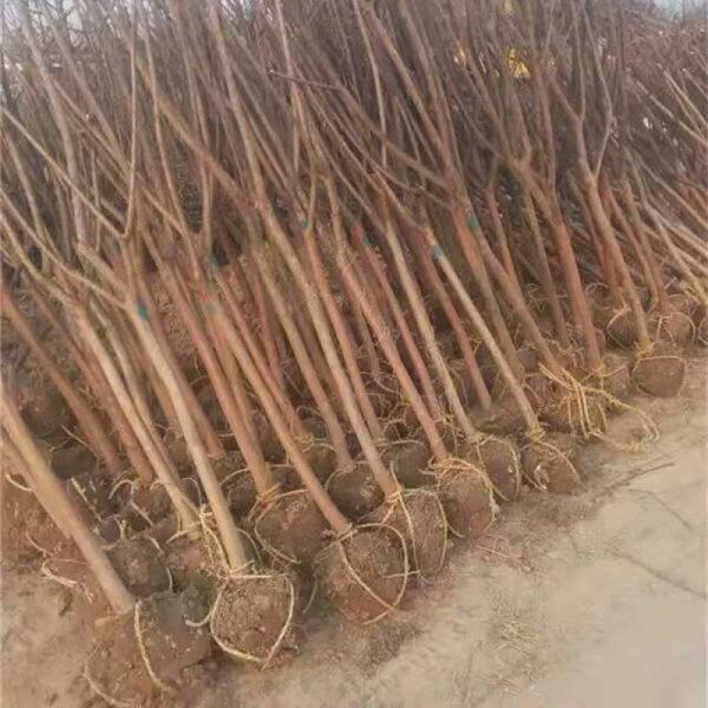 紫薇苗红火箭红火球百日红紫薇苗小苗基地直销