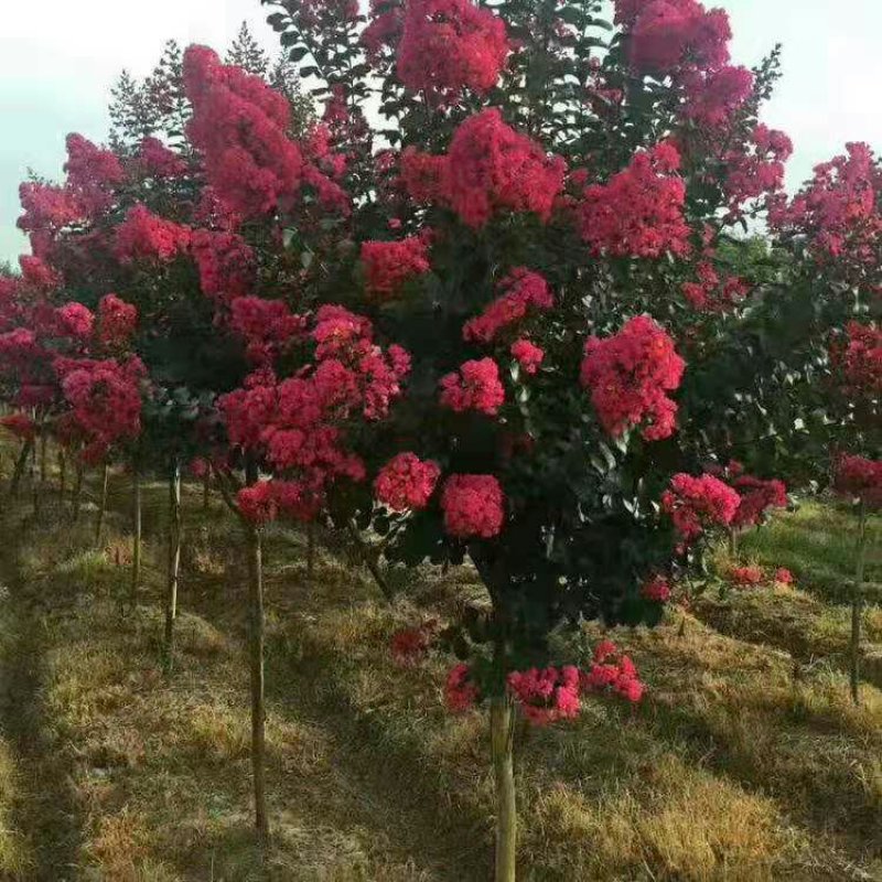 紫薇苗红火箭红火球百日红紫薇苗小苗基地直销