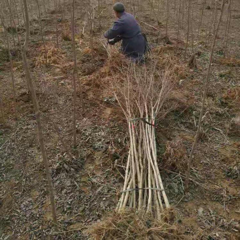 紫薇苗红火箭红火球百日红紫薇苗小苗基地直销