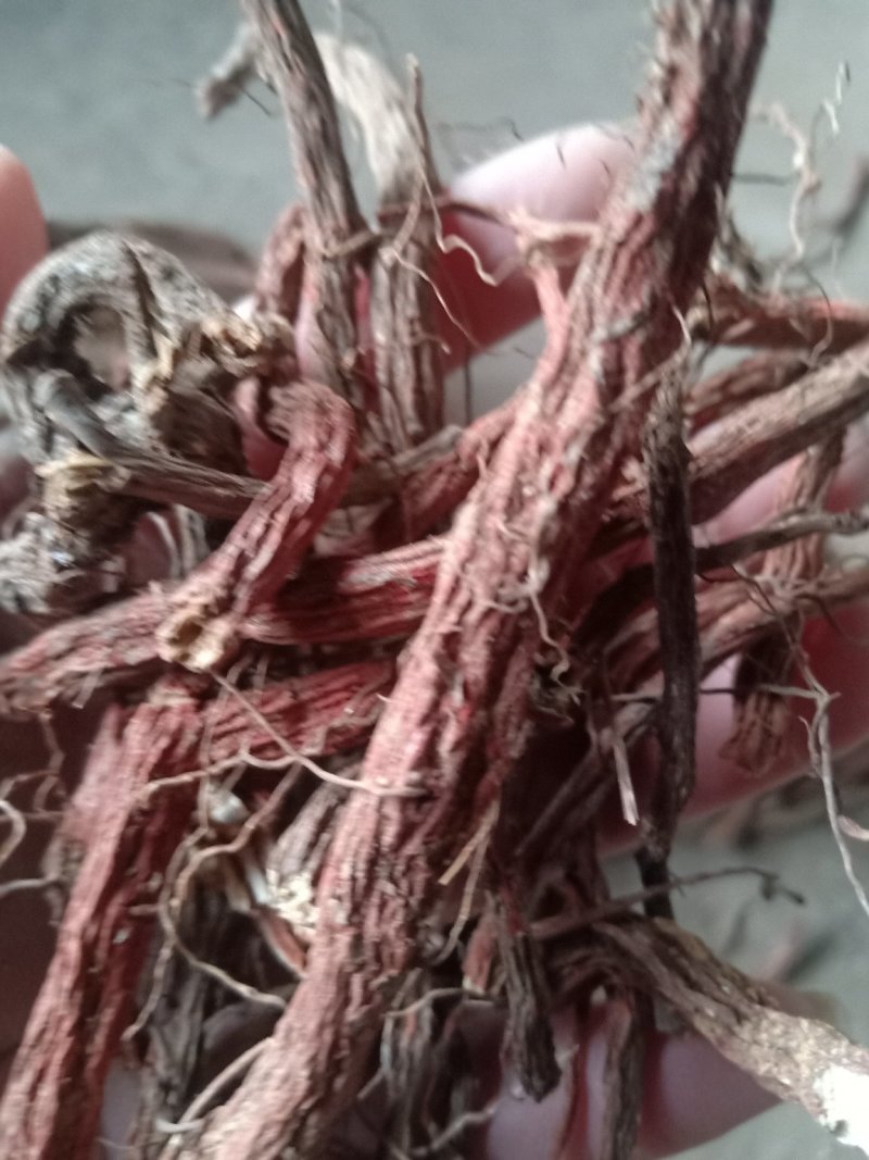 丹参野生十年老紫花丹参拒绝化肥农药煮水泡茶喝着更放心