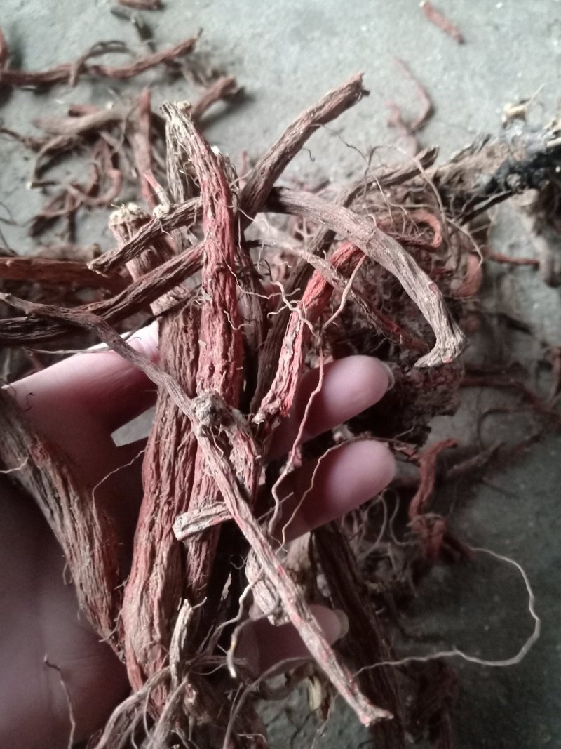 丹参野生十年老紫花丹参拒绝化肥农药煮水泡茶喝着更放心