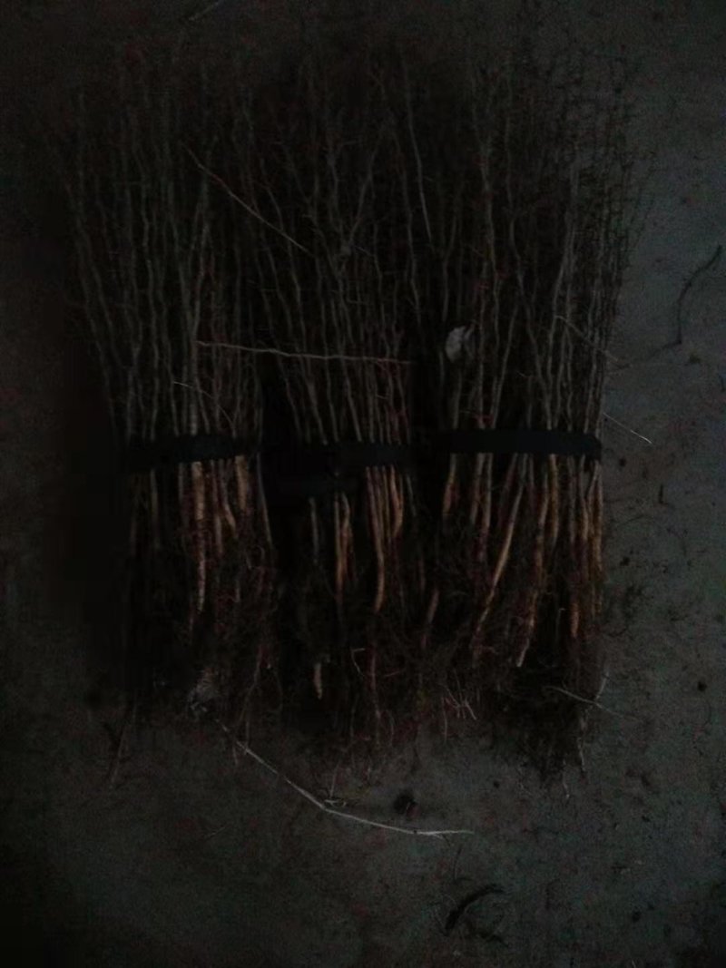 优质皂角苗