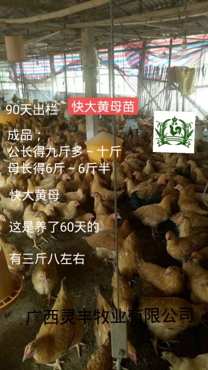 【中三黄鸡，大三黄鸡苗】三黄鸡苗，包打疫苗假一赔十