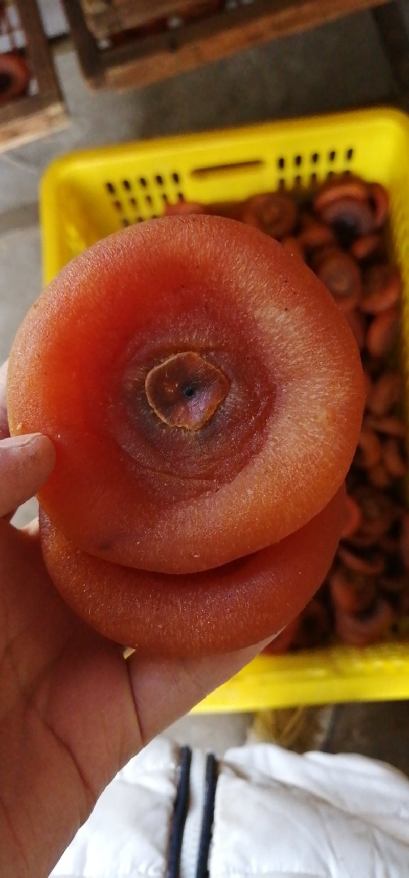 【年货节】广西桂林新鲜柿饼糖饼湿圆饼批发九成干靓饼