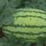 科农九号西瓜种子大红瓤大果绿花皮质脆皮坚韧